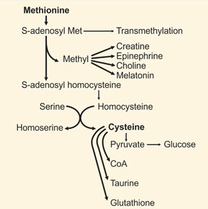 is it okay to take glutathione while pregnant Study on the targeted regulation of Scutellaria baicalensis leaf on  glutamine–glutamate metabolism and glutathione synthesis i