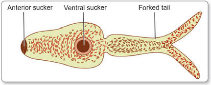 Schistosoma Cercariae Labeled