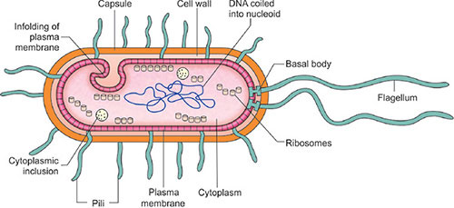 Inclusions In Bacterial Cell