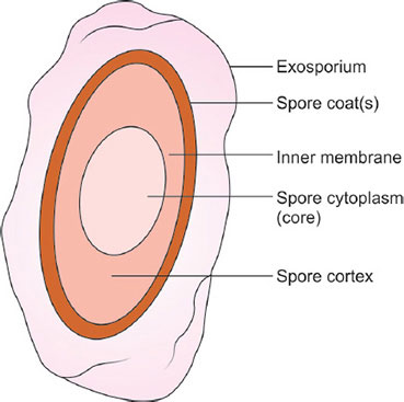 Diagram Of A Spore