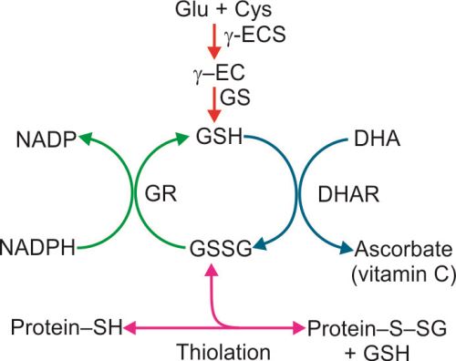 glutathione and amlodipine Detox from the Inside Out with Glutathione IV Therapy