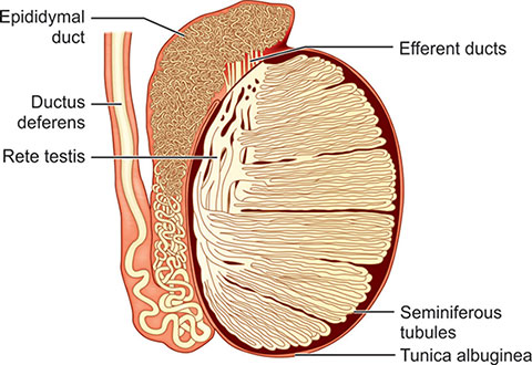 Ductus Defer