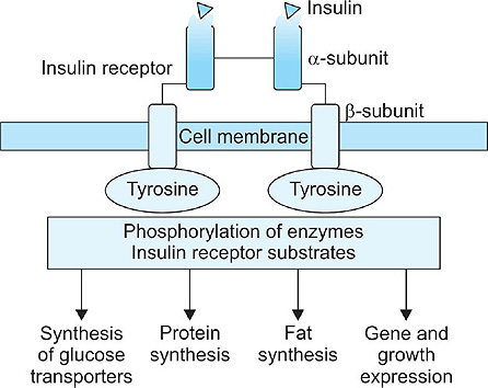Tyrosine Phosphorylation Insulin