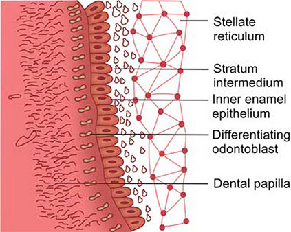 Stella Reticulum Stellate Reticulum