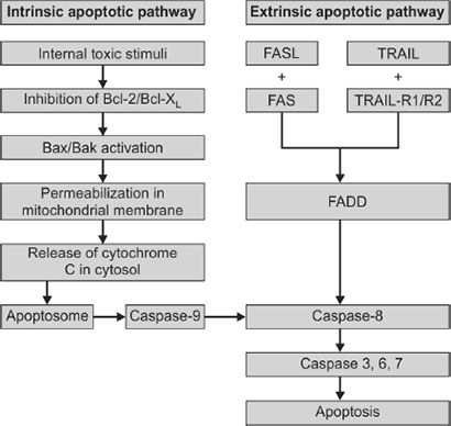 Static Apathway Extrinsic Pathway Of Apoptosis Flowchart