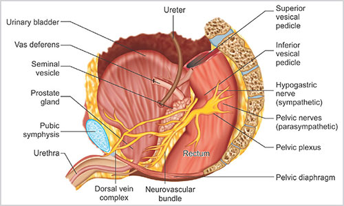 Neurovascular Bundle Prostate Anatomy Neurovascular Bundle Relation