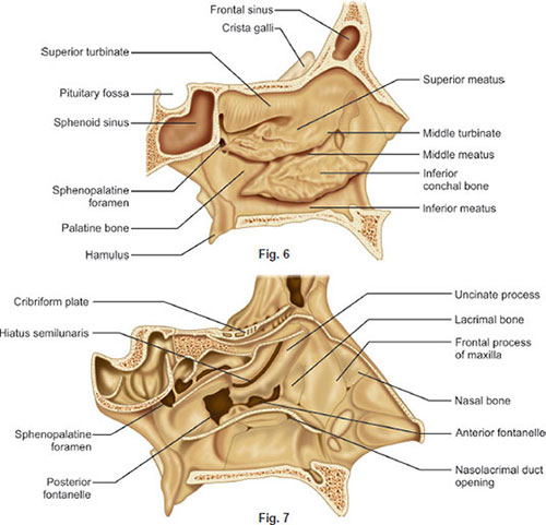 Sphenoid Sinus Wall Anatomy Sphenoid Sinus Wall Anatomy