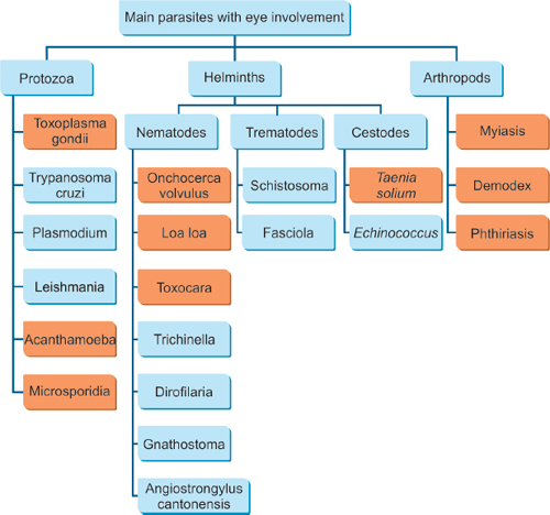 Toxinok a test tüneteiben, 4 tünet, ami arra utal, hogy a tested tele van toxinokkal