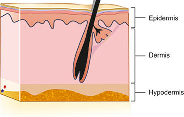 Skin Diagram For Kids