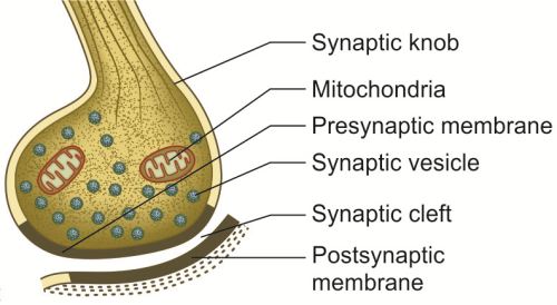 What Is Synaptic Knob What Is Synaptic Knob