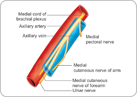 Axillary Artery And Brachial Plexus