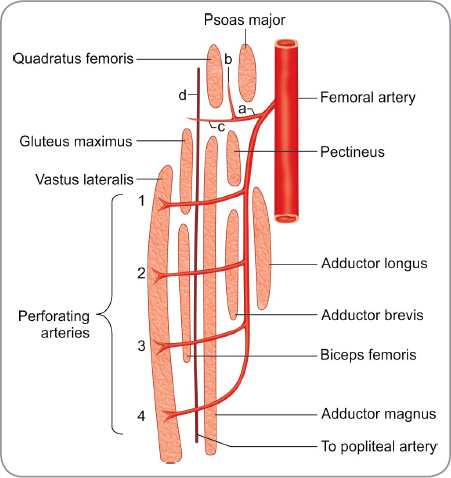 Medial Circumflex Femoral Artery Anatomy