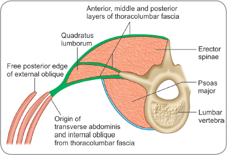 Thoracolumbar Fascia Layers Thoracolumbar Fascia Layers