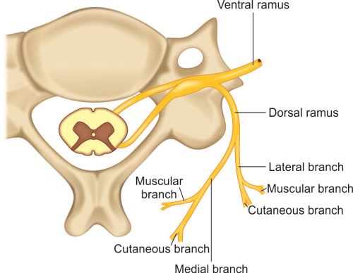 Androgenic Ramus Dorsal Ramus Medial Branch
