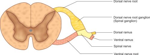 Difference Between Dorsal And Ventral Rami