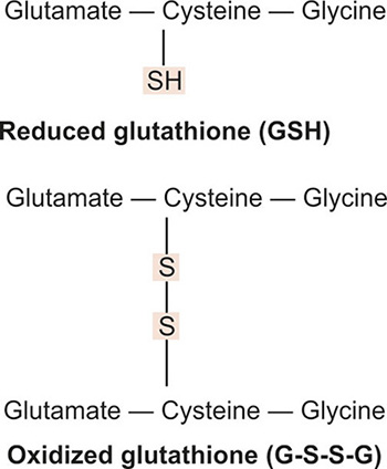 glutathione composition tripeptide cysteine glycine glutamate Glutathione for Food and Health Applications with Emphasis on Extraction,  Identification, and Quantification Methods: A Review