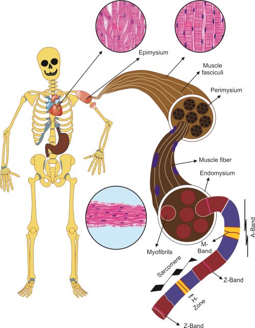 Jaypeedigital Ebook Reader