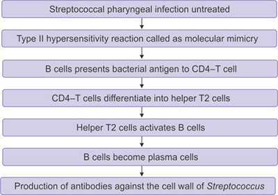 Rheumatic Fever Pathogenesis Flow Chart