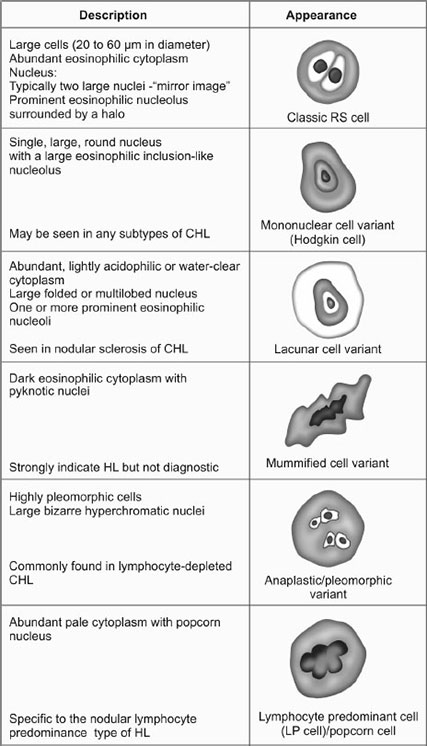 Reed Sternberg Cells Types reed-sternberg-cells-types