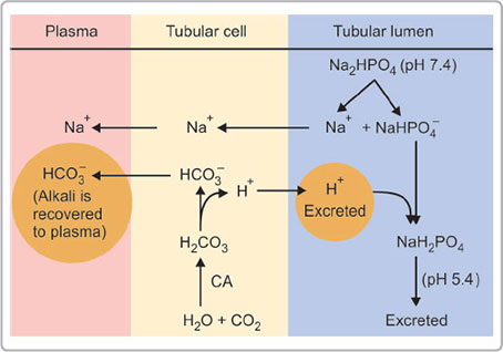 JaypeeDigital | eBook Reader