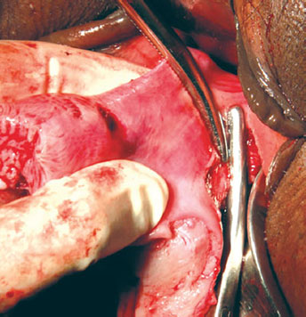 Yoshlarning pushti mushuklari fotosuratlari