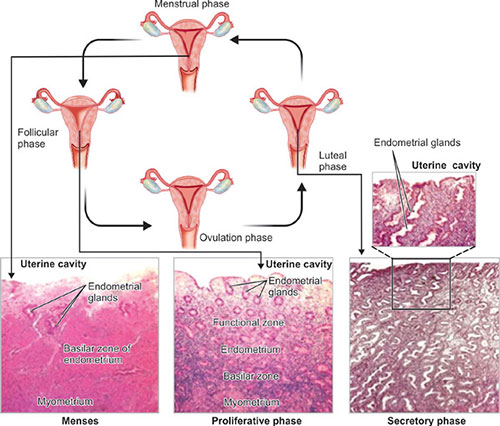 Endometrium Histology Cycle