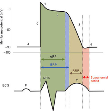 Cardiac Action Potential And Ecg
