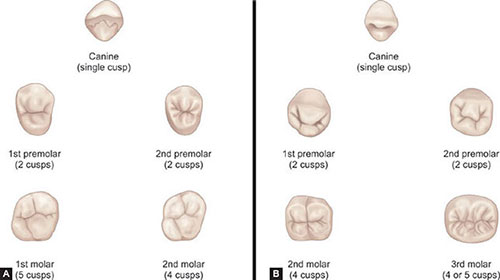 Lr6 Tooth Molar Tooth Occlusal Anatomy