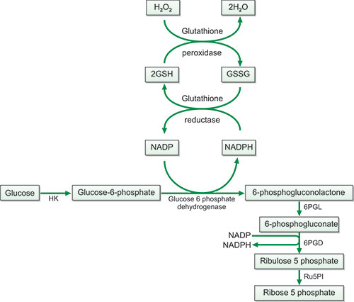 glutathione plants Exercise training-induced alterations in skeletal... : Medicine & Science  in Sports & Exercise main image 0