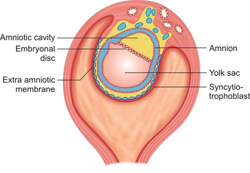 Amniotic Cavity And Amnion