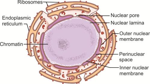 Perinuclear Inclusions Nucleus Diagram Perinuclear Space