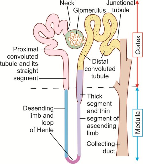 Tubulus Log Proximal And Distal Convoluted Tubules Difference