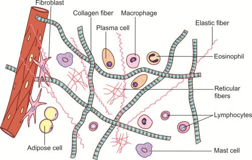 Reticular Fibers Diagram Reticular Fibers Diagram