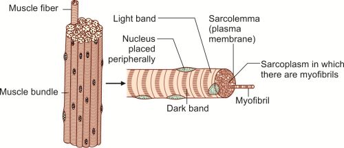 Muscle Fiber Cell Drawing