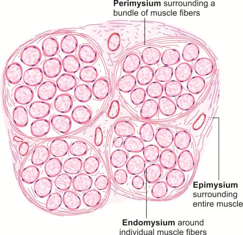 Structure Of Skeletal Muscle Ppt