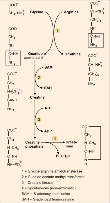 describe the functions of phosphocreatine and glutathione Role system on energetic homeostasis in skeletal cardiac muscles Role of glutathione in redox  What is glutathione and why