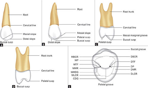 Maxillary First Premolar Anatomy Anatomy Structure vrogue.co