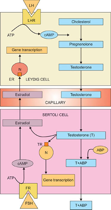 Sertoli Cell Hormone Production