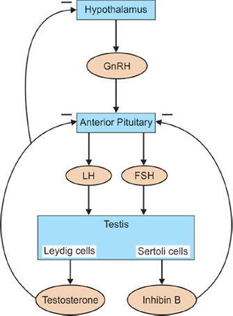 Sertoli Cell Hormone Production