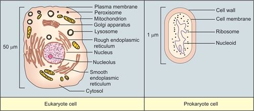 JaypeeDigital | eBook Reader