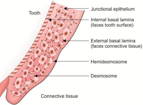 Junctional Epithelium Diagram