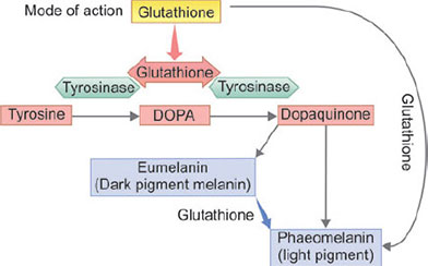  L-Glutathione Powder For Skin