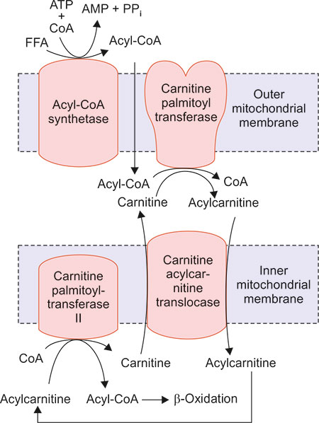 l-carnitine transports fatty acids into mitochondria Fatty acid transport into mitochondria by carnitine transporter main image 0