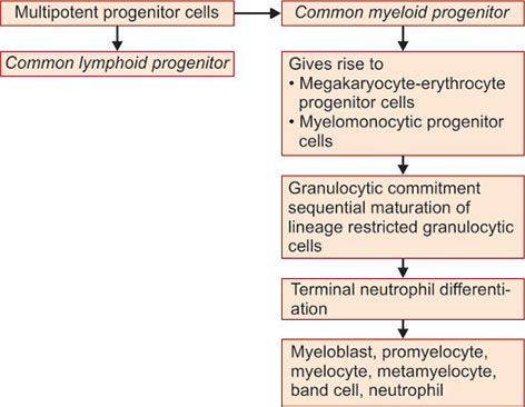 Jaypeedigital Ebook Reader